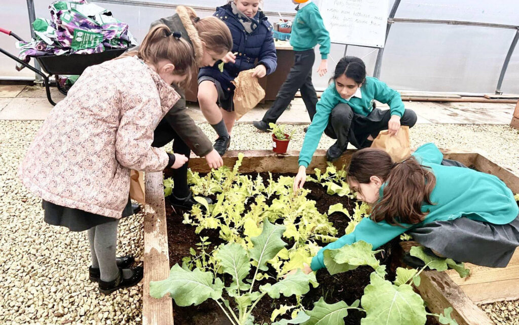 Pupils tend to a vegetable patch